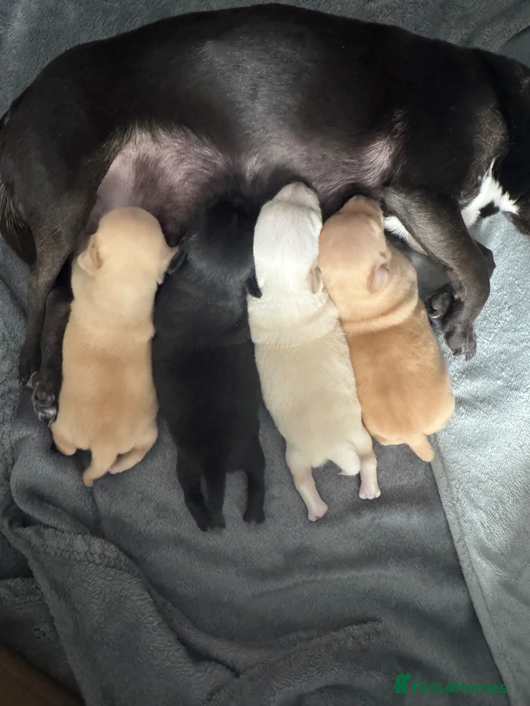 Chihuahua dogs for sale: Chihuahua puppies  - Advert 9