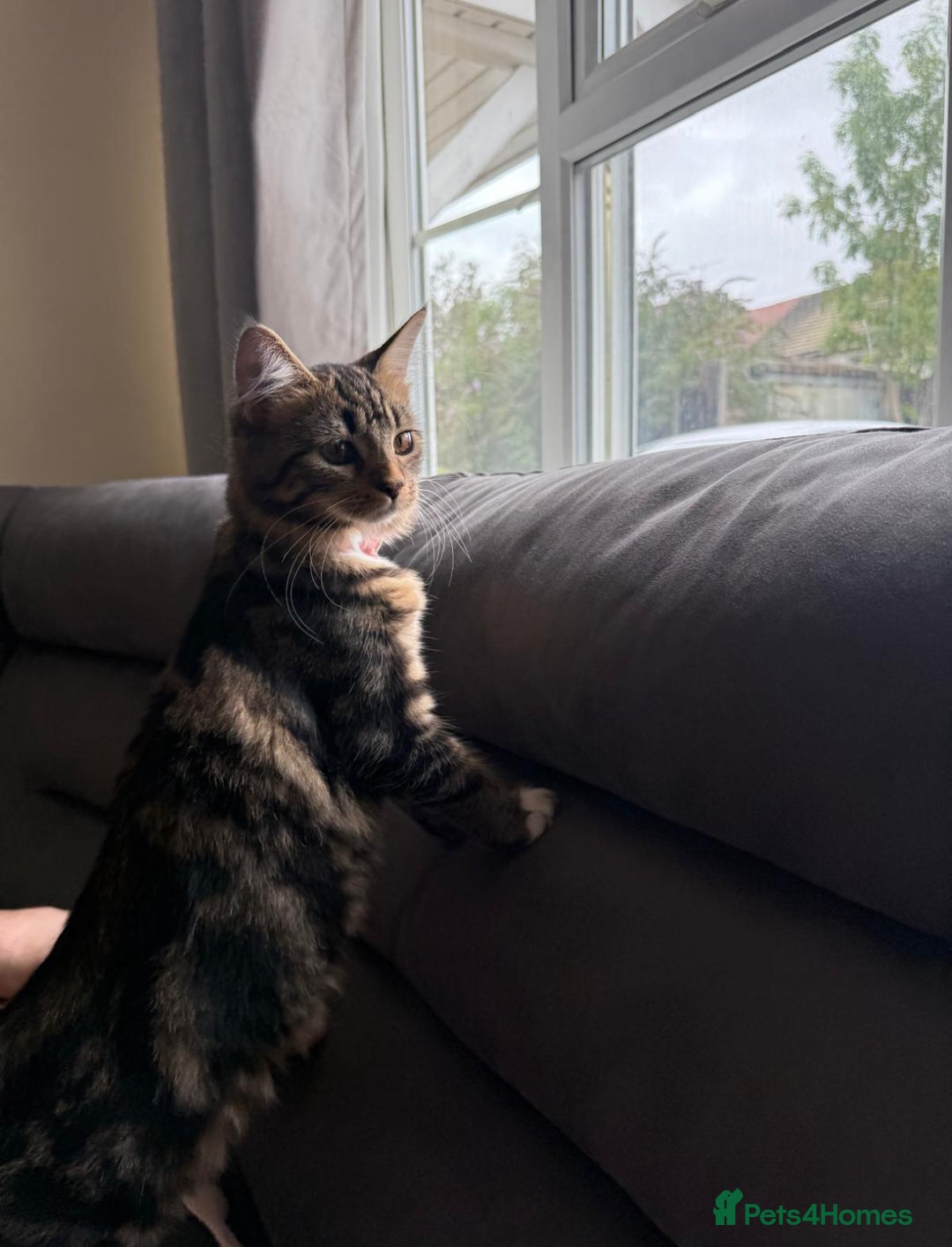 Mixed Breed cats for sale: Lovely 6 month old kitten looking for a new home - Image 1