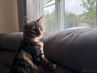 Mixed Breed cats - Advert 7