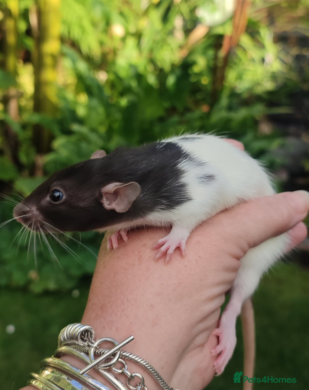Rat rodents for sale: Agouti , cinnamon, blue and hooded Dumbo rats  - Image 9