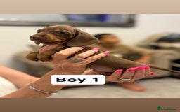 Miniature Dachshund dogs for sale: Stunning baby mini dachshunds  - Image 7