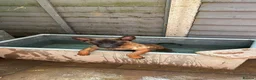 Belgian Shepherd Dog dogs for sale: Lovely well natured girl  - Advert 2