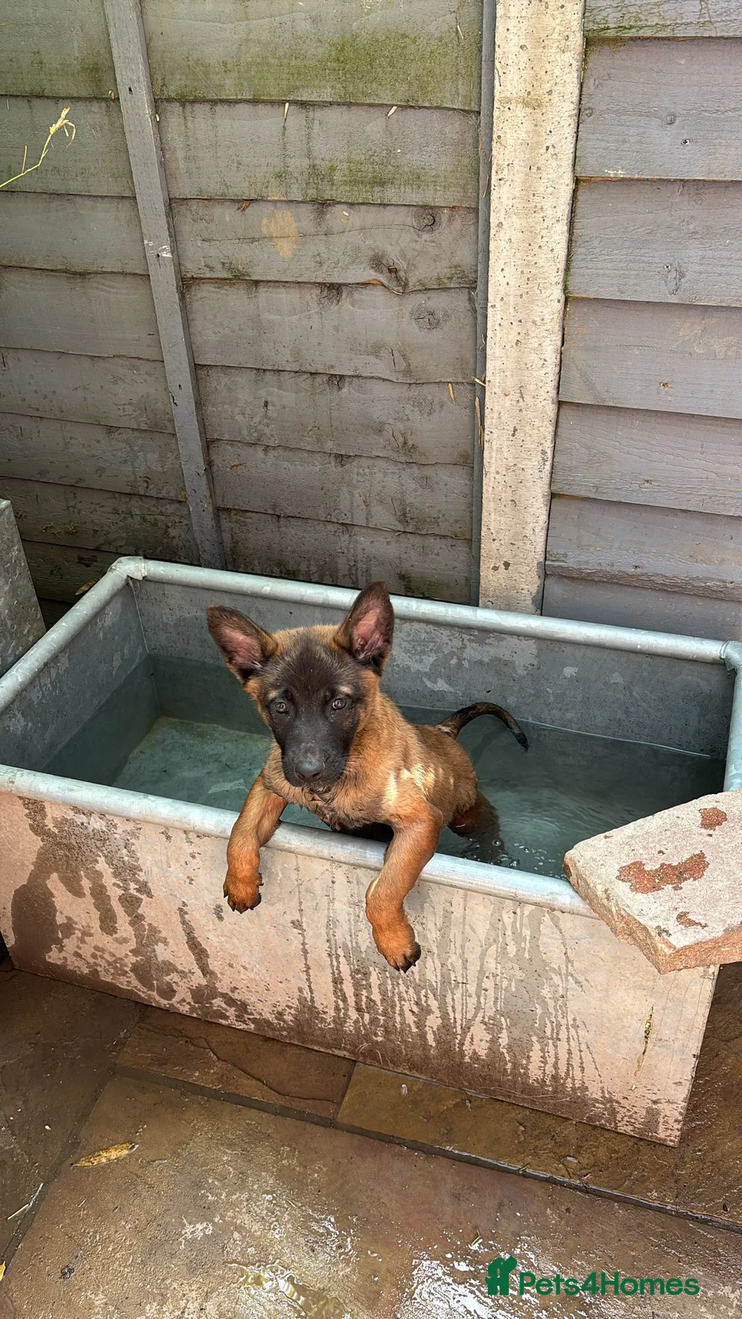 Belgian Shepherd Dog dogs for sale: Lovely well natured girl  - Advert 2