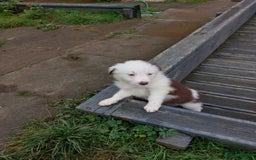 Bearded Collie dogs for sale: Red beardie collie pups  - Image 6