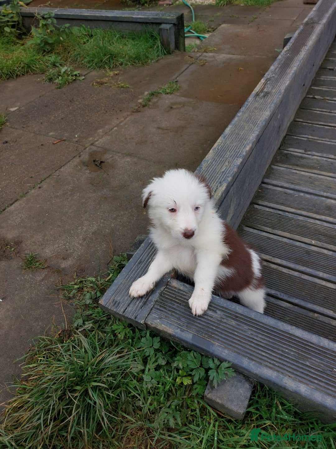 Bearded Collie dogs for sale: Red beardie collie pups  - Image 6