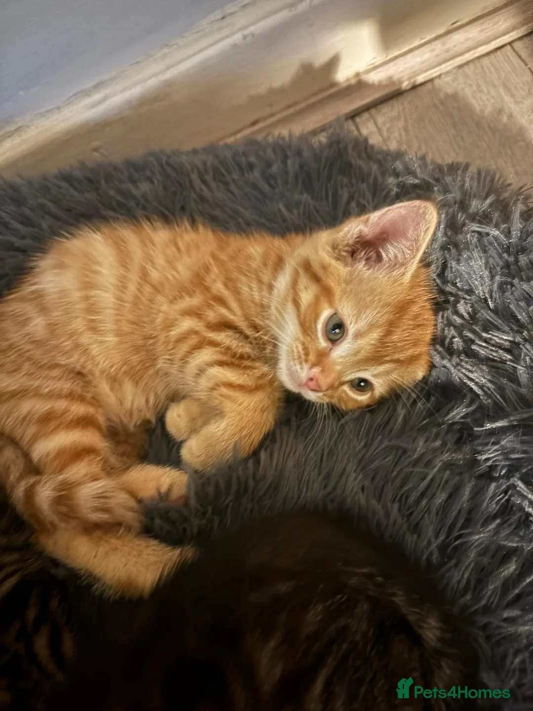 Mixed Breed cats for sale: Ginger mix breed kitten female  - Advert 1