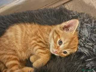 Mixed Breed cats Ginger mix breed kitten female - Advert 1
