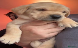 Labrador Retriever dogs for sale: 8 Beautiful Golden Labrador Puppies  - Advert 2