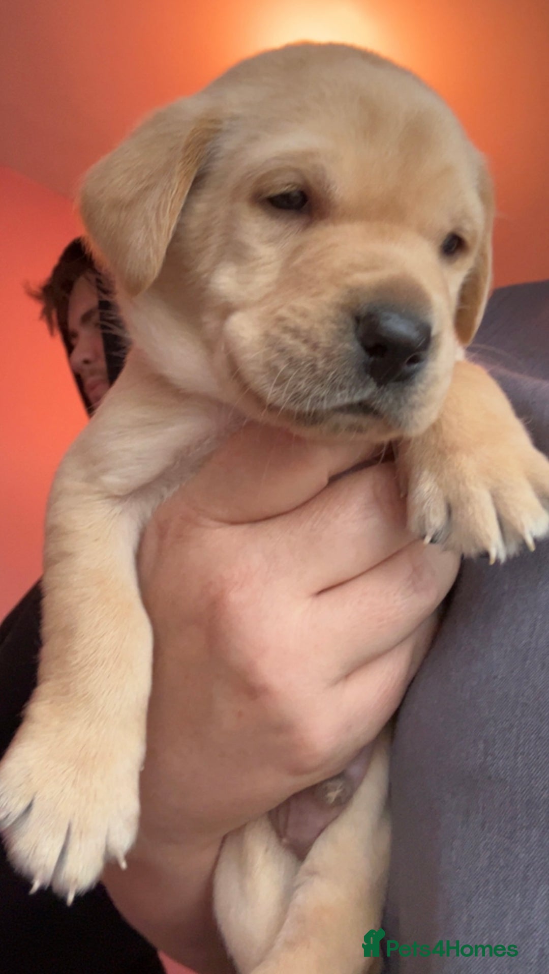 Labrador Retriever dogs for sale: 8 Beautiful Golden Labrador Puppies  - Advert 2