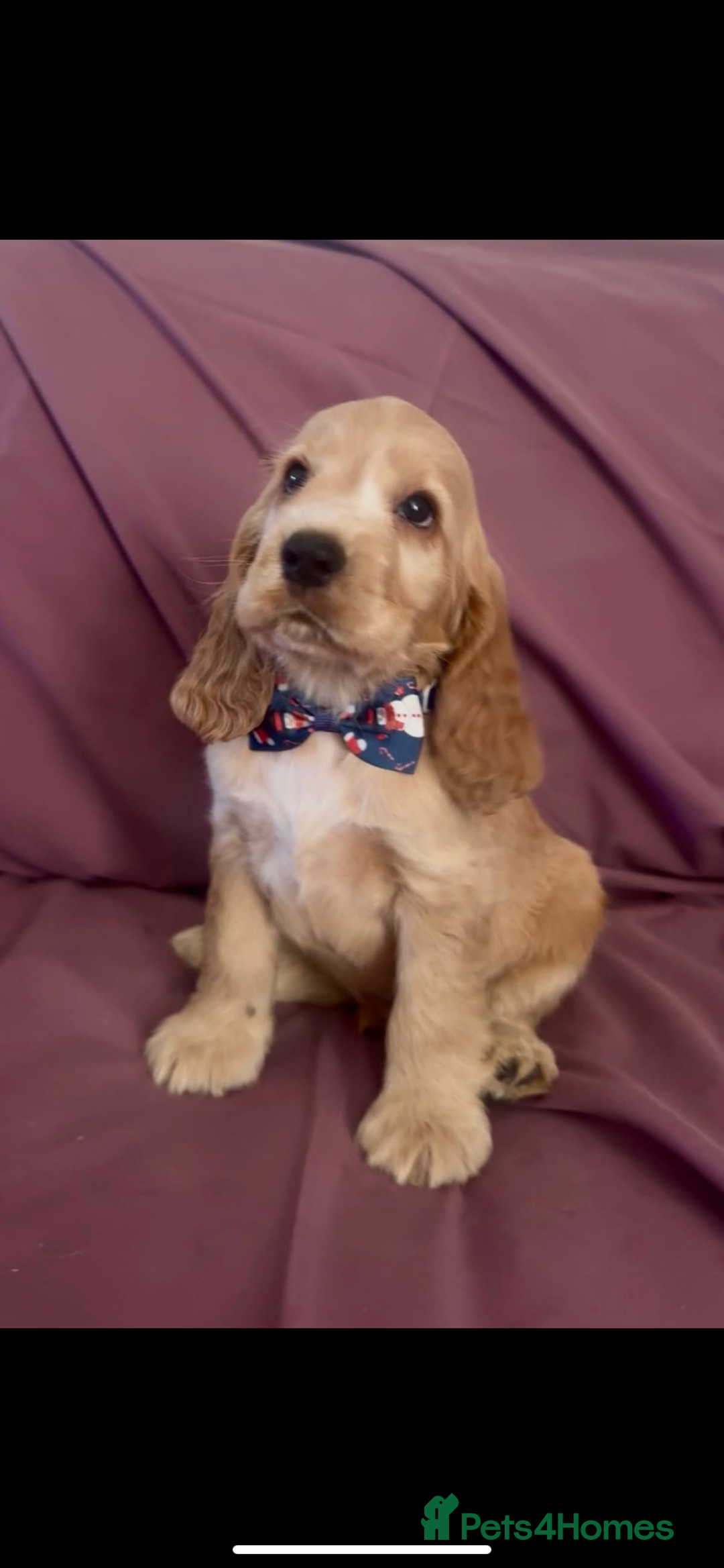 Cocker Spaniel dogs for sale: Fox red show cocker spaniels  - Image 5