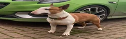 English Bull Terrier dogs for sale: English bull terrier  in Durham - Advert 1