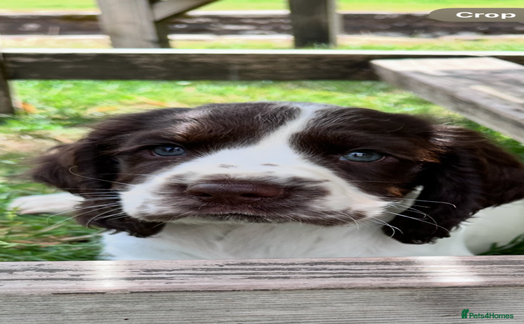 English Springer Spaniel dogs - Advert 1