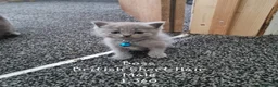 British Shorthair cats for sale: British Short Hair/ Scottish Fold - Advert 5