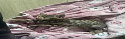 Domestic Shorthair cats for sale: Beautiful kittens for sale - Advert 6