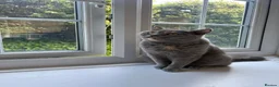 British Shorthair cats for sale:  🐾5 Beautiful British Shorthair Kittens🐱❤️ - Advert 14