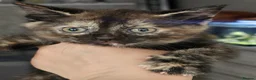 British Shorthair cats for sale: 2 kitens  - Advert 3