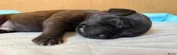 Staffordshire Bull Terrier dogs for sale: 10 Gorgeous Brindle Pups  - Advert 15