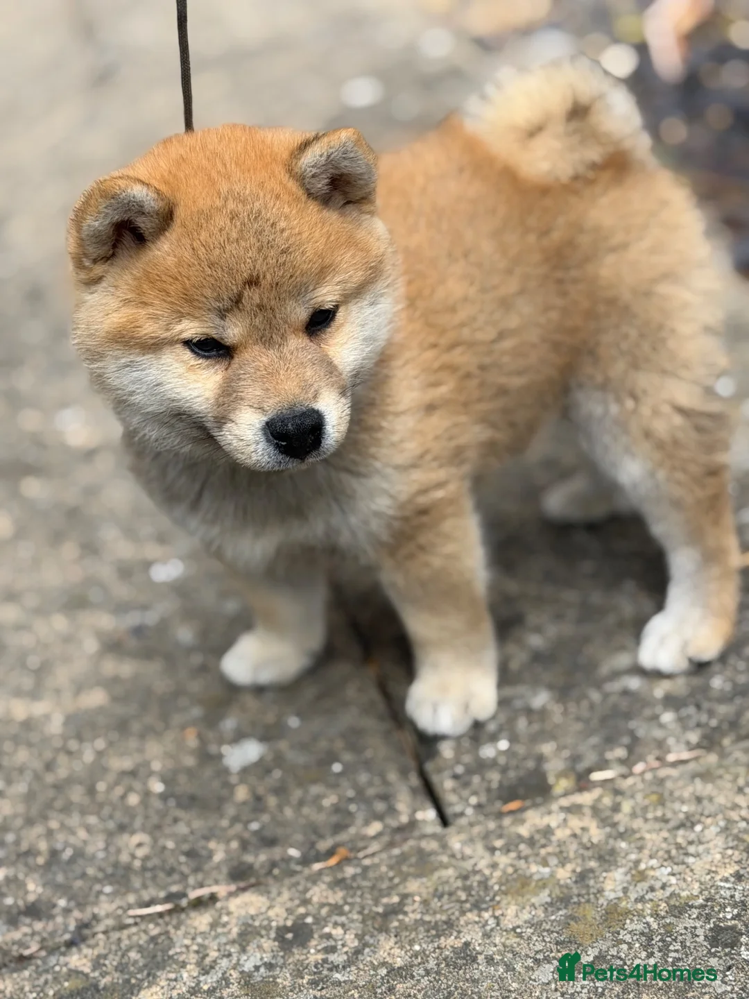 Japanese Shiba Inu dogs for sale: Mame Shiba , parents health tested champions  - Advert 2