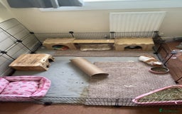 Guinea Pig rodents for sale: 2 Bonded Female Guinea Pigs - Image 6