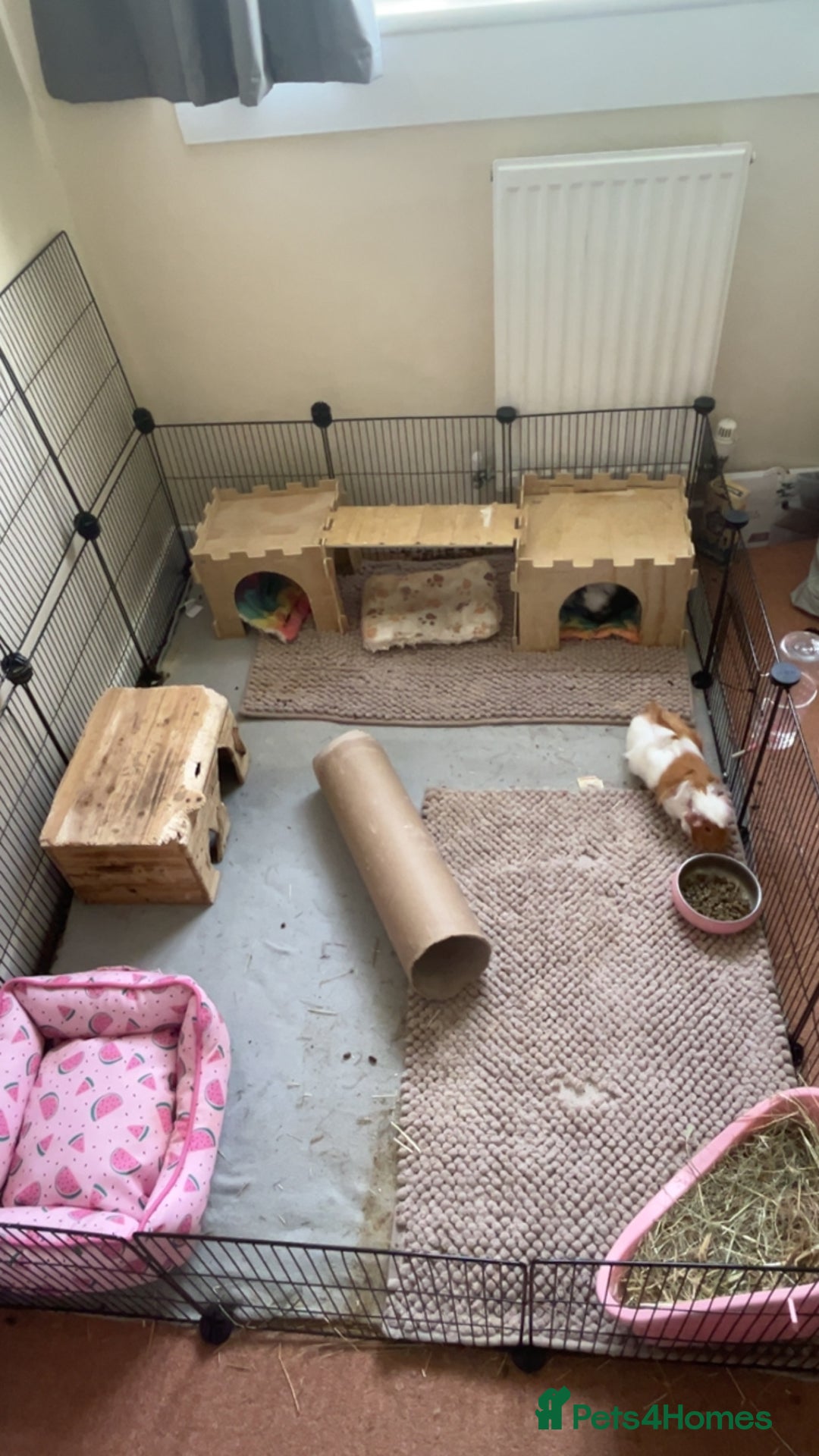 Guinea Pig rodents for sale: 2 Bonded Female Guinea Pigs - Image 6