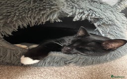 Domestic Shorthair cats for sale: Cat for adoption - Image 6