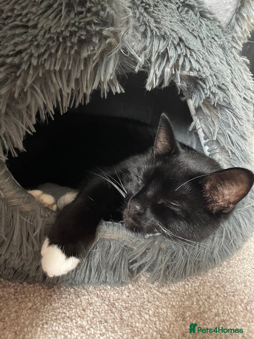 Domestic Shorthair cats for sale: Cat for adoption - Image 6