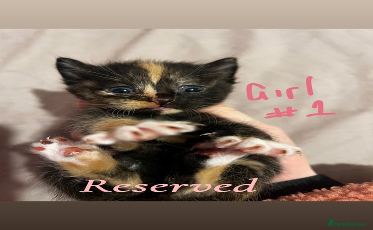 British Shorthair cats - Advert 3