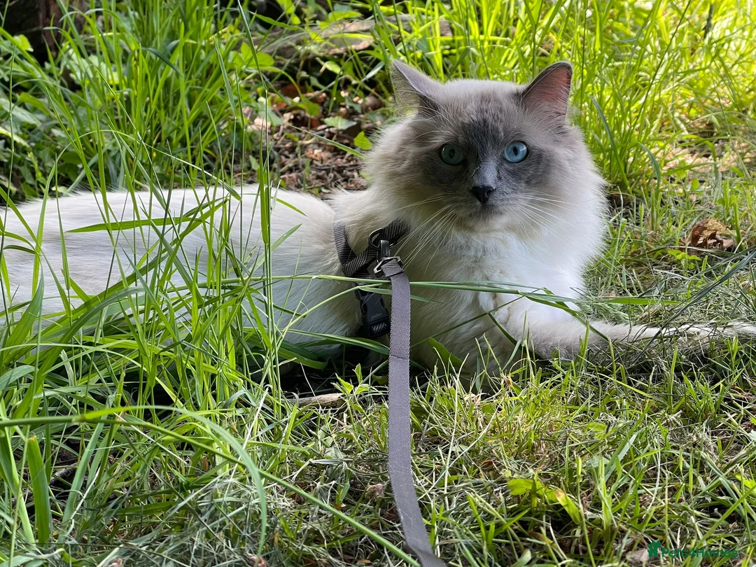 Ragdoll cats for stud: GCCF Proven Stud carrying chocolate in Glasgow - Advert 6