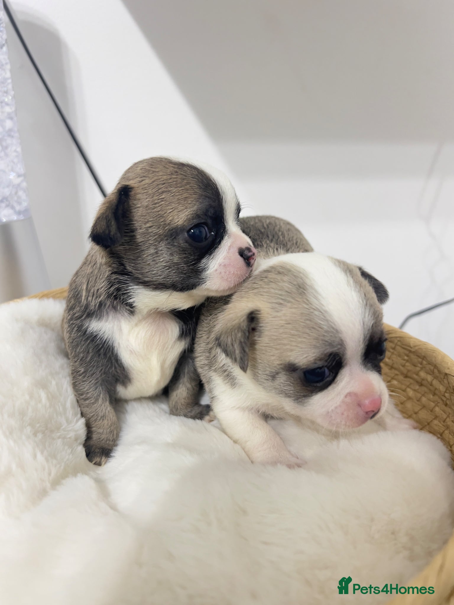 Chihuahua dogs Chihuahua puppies for sale 🐶💙 - Advert 1