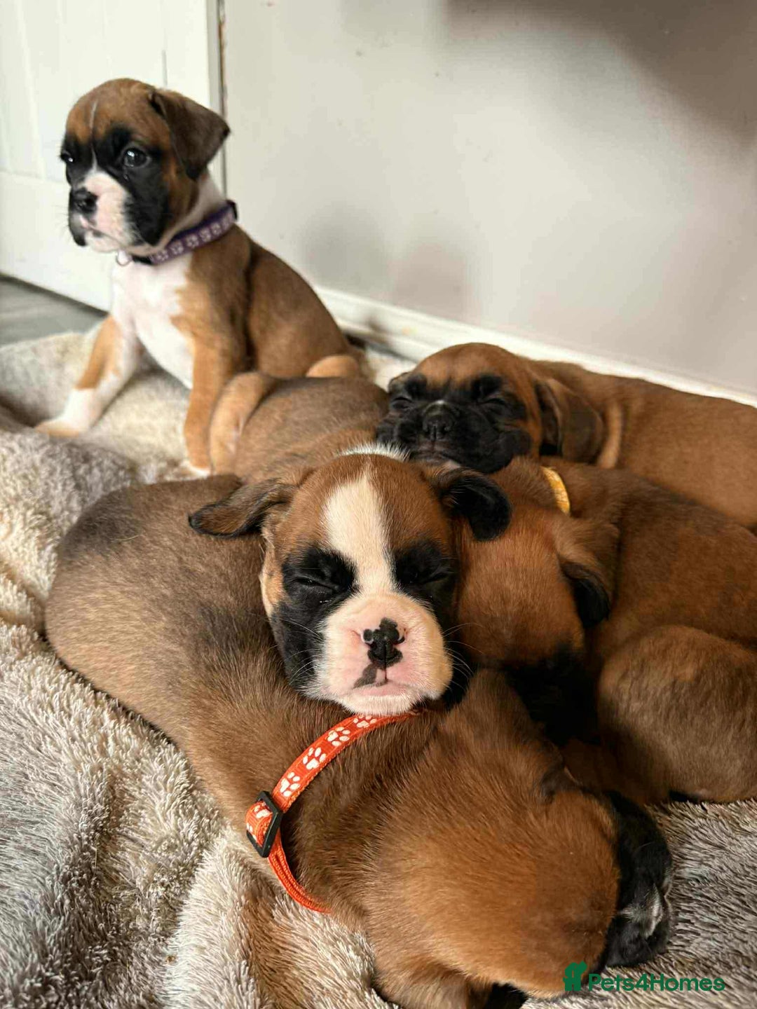 Boxer dogs for sale: Gorgeous litter of red and white boxers.  - Image 35
