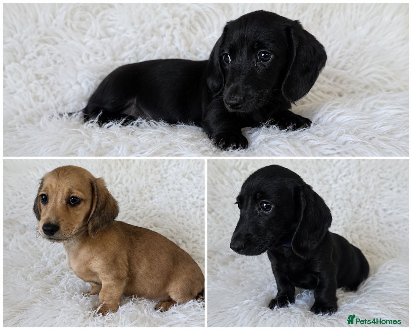 Miniature Dachshund dogs KC reg, 5* Breeder. BOYS ONLY  - Advert 1