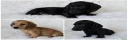 Miniature Dachshund dogs for sale: KC reg, 5* Breeder. BOYS ONLY  - Advert 1