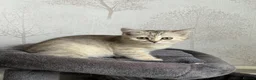 Scottish Fold cats for sale: Beautiful Scottish Fold/Straight Kittens  - Advert 4