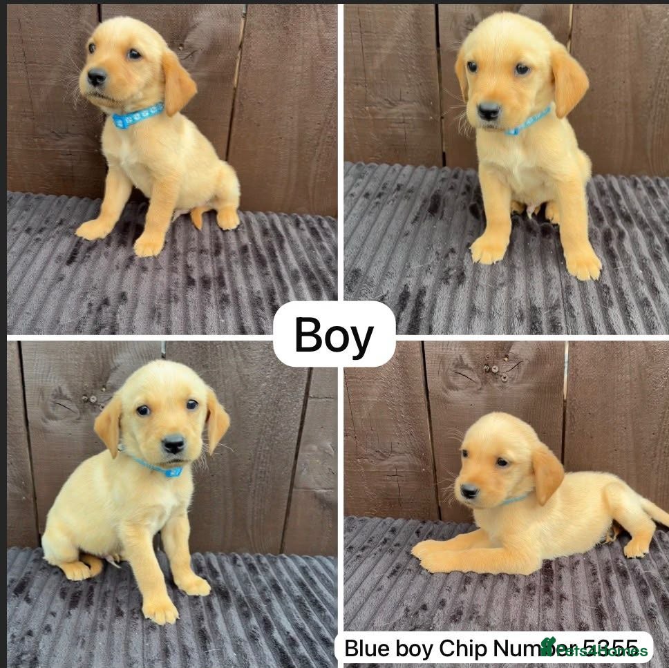 Goldador dogs Goldador puppies 9 available  - Advert 1