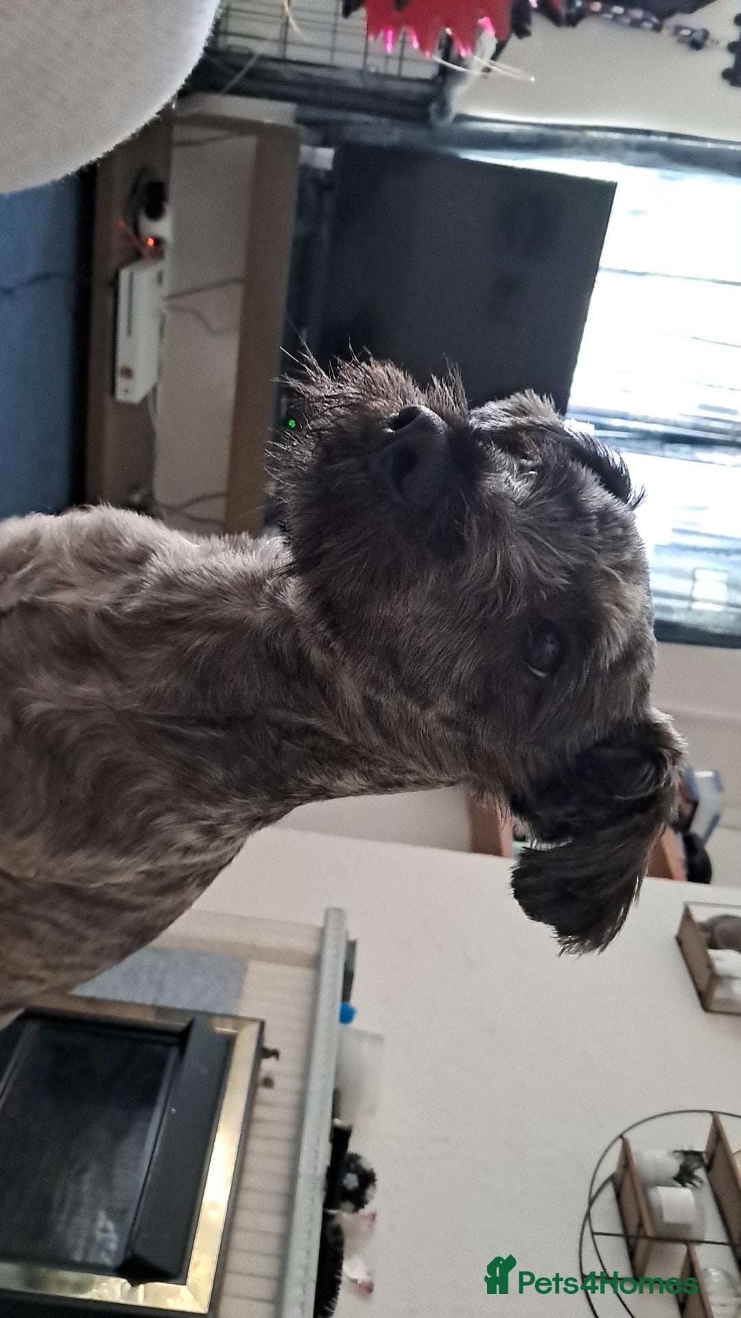 Mixed Breed dogs for sale: Westie cross  - Image 5