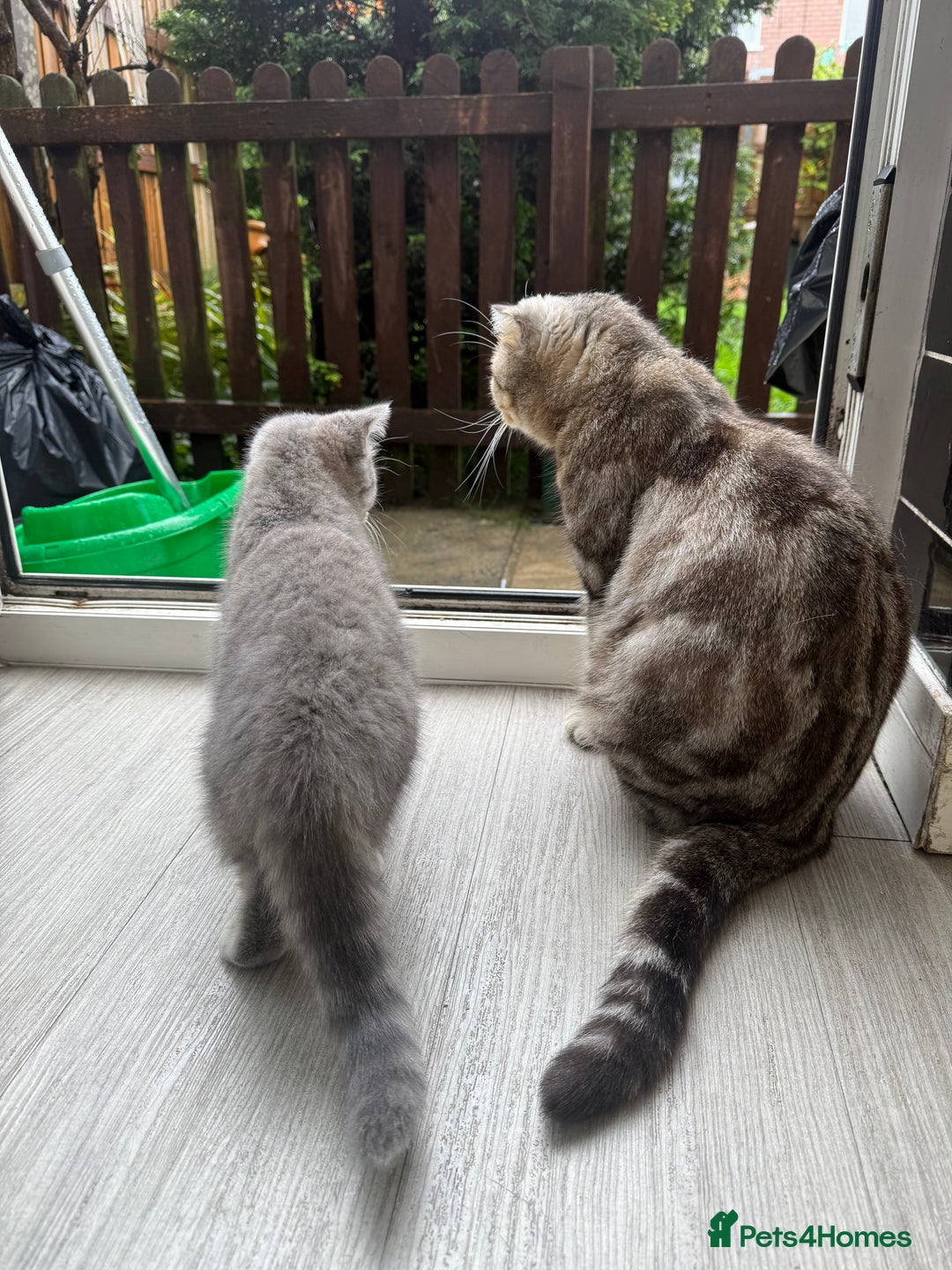 Scottish Fold cats for sale: Scottish fold kitten  - Image 16
