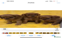 Cavalier King Charles Spaniel dogs for sale: Cavalier King Charles spaniel puppies 3 bitches  - Image 4