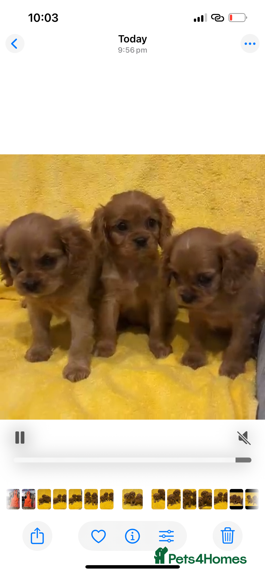 Cavalier King Charles Spaniel dogs for sale: Cavalier King Charles spaniel puppies 3 bitches  - Image 4