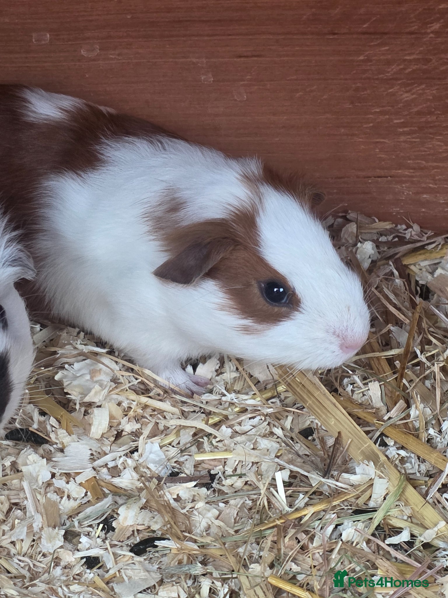 Guinea Pig rodents BABY piggies ready for there forevers homes  - Advert 4