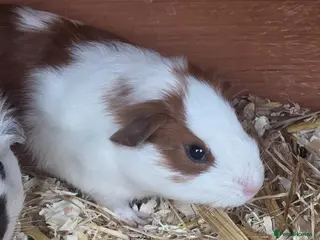 Guinea Pig rodents BABY piggies ready for there forevers homes - Advert 4