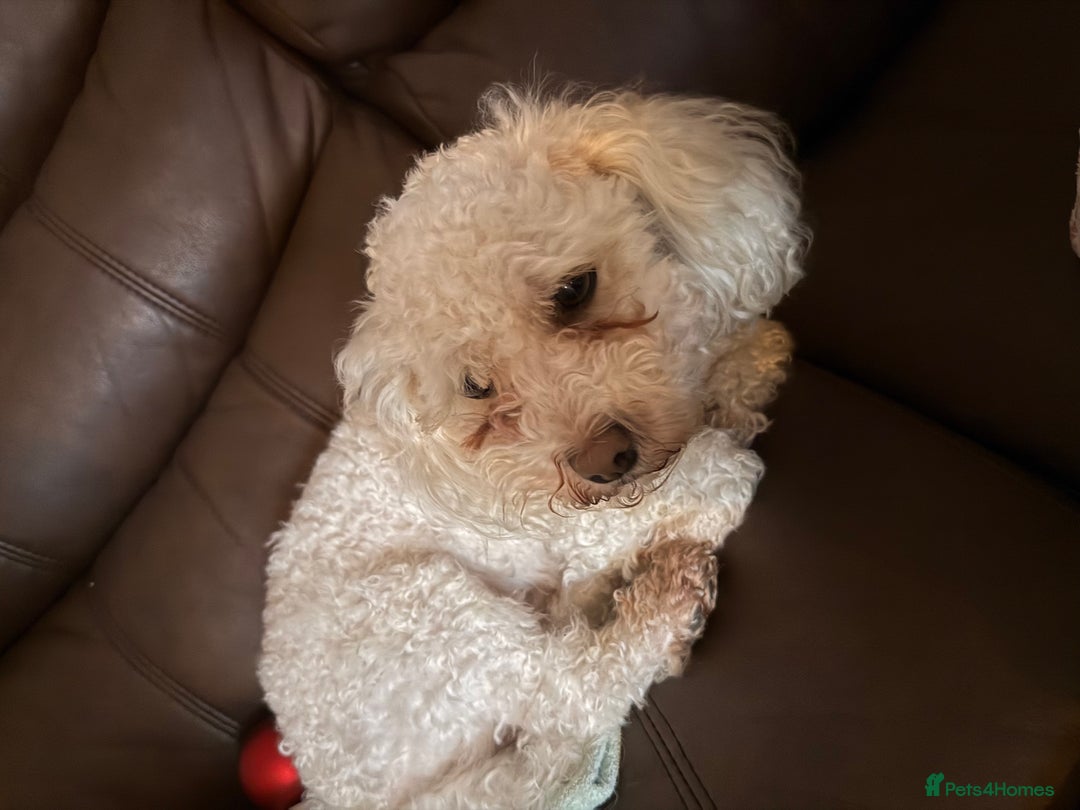 Cavachon dogs for sale: Cavachon boys - Advert 11