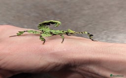 Stick Insects invertebrates for sale: Macleay's/ giant pricklies (Extatosoma tiaratum) - Image 6