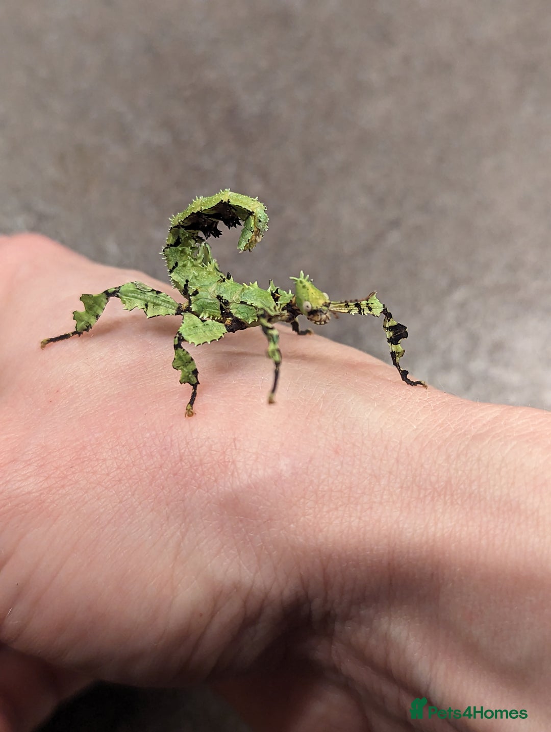 Stick Insects invertebrates for sale: Macleay's/ giant pricklies (Extatosoma tiaratum) - Image 6