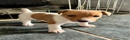 Jack Russell dogs for sale: Male Jack Russell Puppies – Ready 15th October in Caerphilly - Advert 5