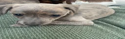 Whippet dogs for sale: Stunning Litter of KC Whippet Puppies - Advert 19