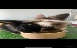Lionhead rabbits for sale: 1 Male&1 Female lionhead rabbits available. - Image 10