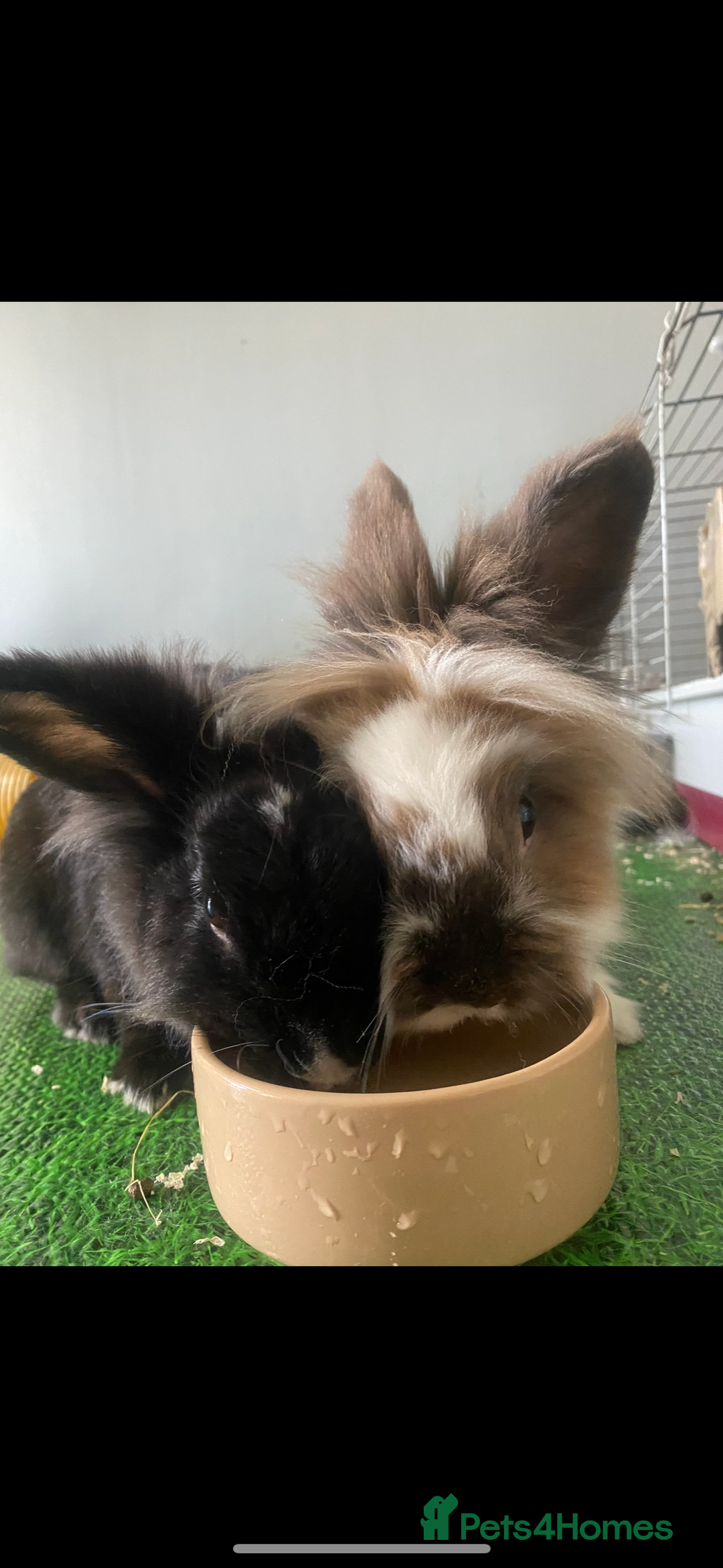 Lionhead rabbits for sale: 1 Male&1 Female lionhead rabbits available. - Image 10