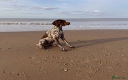 German Shorthaired Pointer dogs for stud: German shorthaired Pointer Stud - Image 4