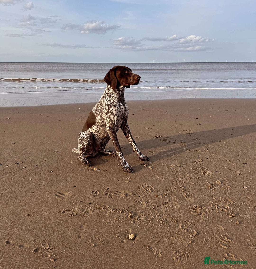 German Shorthaired Pointer dogs for stud: German shorthaired Pointer Stud - Image 4