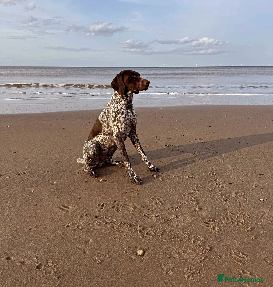 German Shorthaired Pointer dogs for stud: PROVEN KC REG German shorthaired Pointer Stud - Advert 4